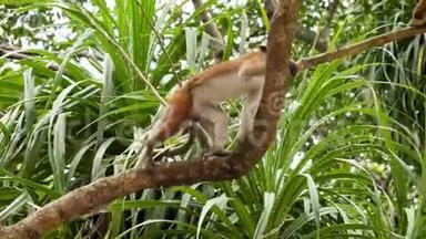 热带丛林森林野生猴子爬树4k视频